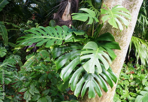 Green tropical plant of Monstera Deliciosa climbing on a tree trunk