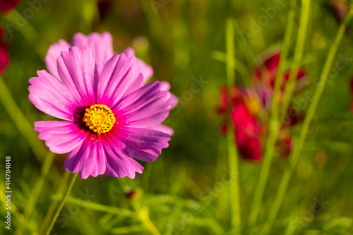 Beautiful pink color cosmos  Mexican aster  flower background