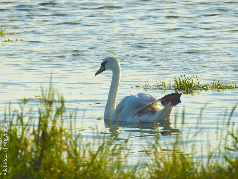 Fototapeta premium The white swan is swimming with its fin visible