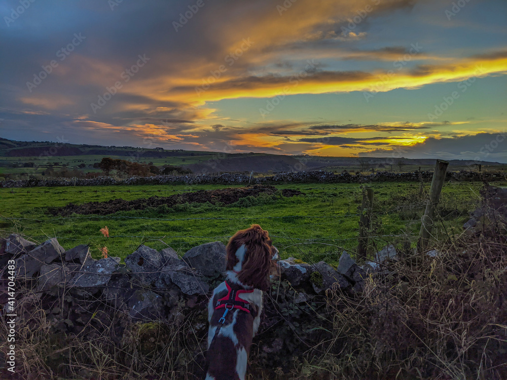 dog in the field at sunset, Peak District