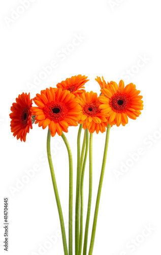 gerbera flower isolated