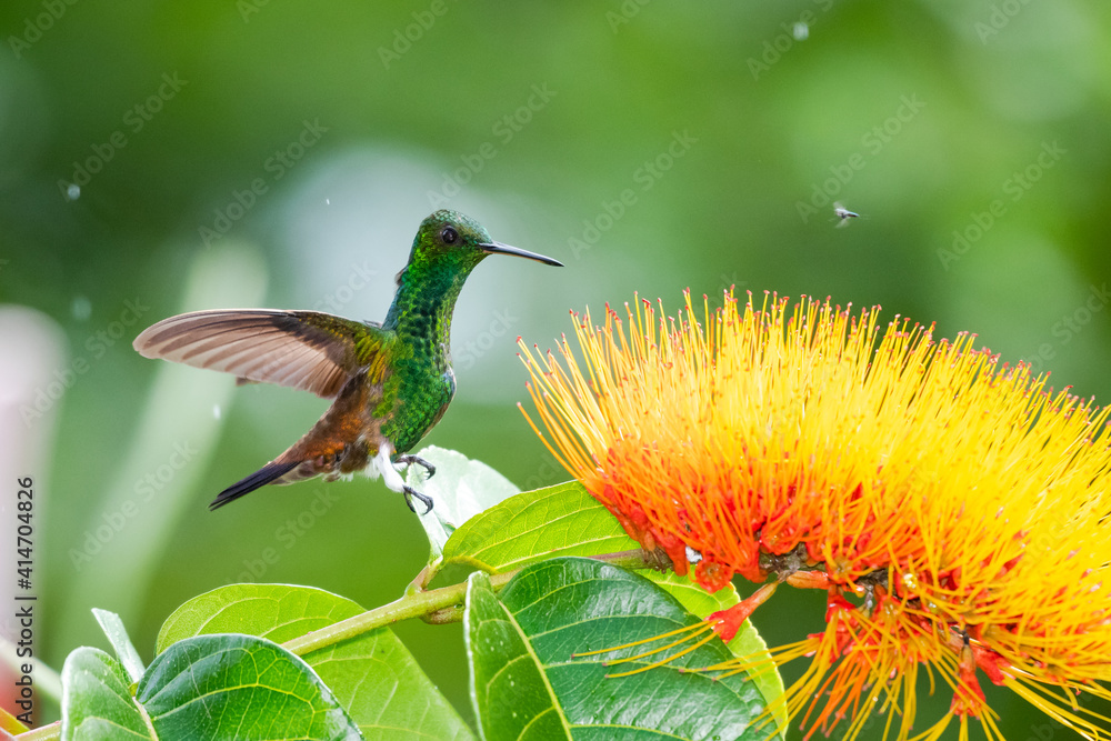 Obraz premium A Copper-rumped hummingbird, amazilia tobaci, landing on a leaf next to a tropical flower in the rain.