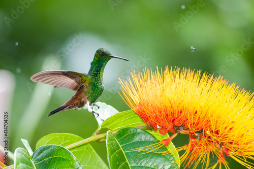 A Copper-rumped hummingbird,  amazilia tobaci, landing on a leaf next to a tropical flower in the rain. photo