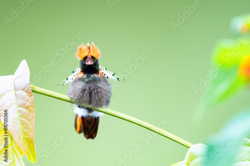 Wall Mural A male Tufted Coquette hummingbird,  lophornis ornatus, with his beak open chirp