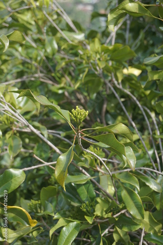 Clove leaves on the tree. Also called cengkih, cengkeh, Syzygium aromaticum and Eugenia aromaticum