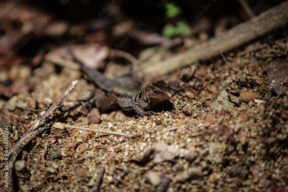 Lézard au Costa Rica