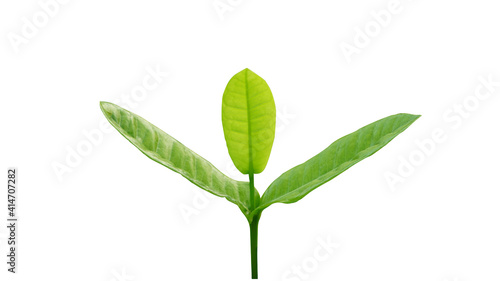 Young tree isolated on white background.