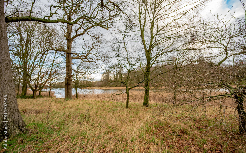 Trees and golden reed beds around a country park estate lake in rural Norfolk Trees and golden reed beds around a country park estate lake in rural Norfolk