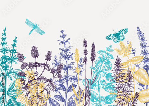 Hand sketched summer herbs background in colors Mints and balms plants design. Vintage herbs, wild flowers, weeds hand drawings. Herbal tea ingredients template.