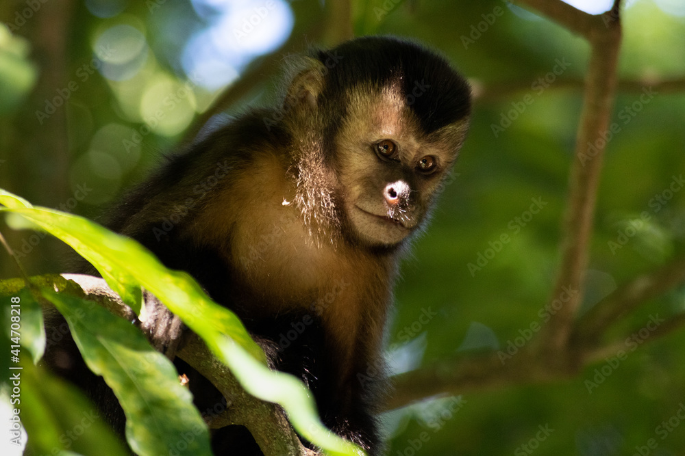 Fototapeta premium Brazilian animal: monkey in the forest (macaco-prego)