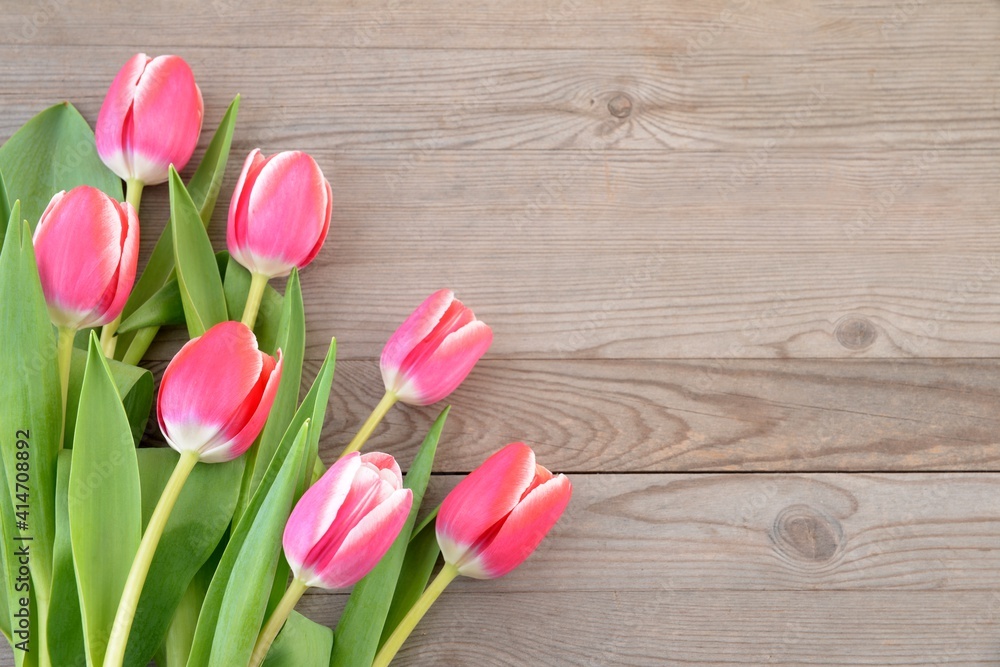 Tulips on wooden background. Pink flowers. 