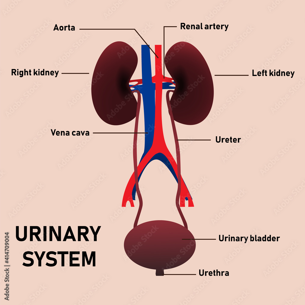 Vector educational illusttration anatomy of the human urinary system ...