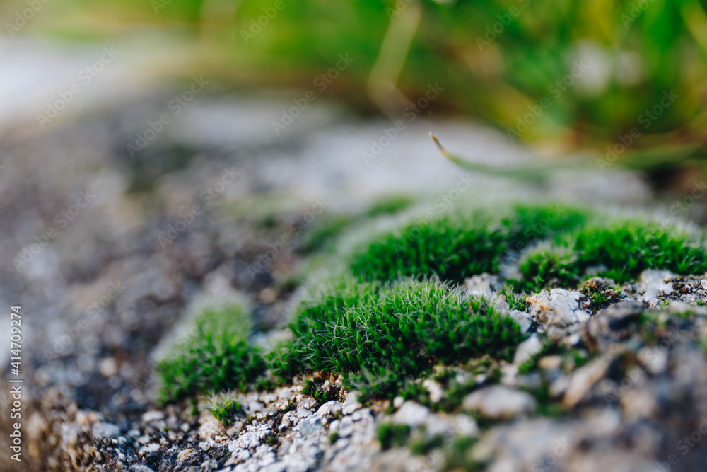 Close up shot of green moss in spring Close up shot of green moss in spring