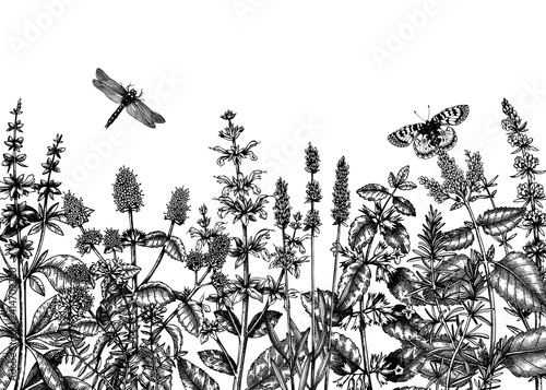 Hand sketched summer herbs background. Mints and balms plants design. Vintage herbs, wild flowers, weeds hand drawings. Herbal tea ingredients template. Perfect for recipe, cosmetics, packaging.