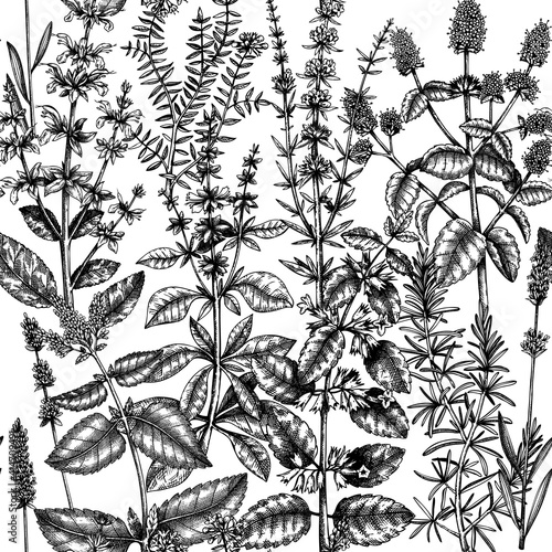 Mints and balms seamless pattern. Hand sketched aromatic and medicinal herbs background. Herbal tea ingredients. Mint plants for cosmetics, perfumery, textile, wrapping, packaging, fabric.