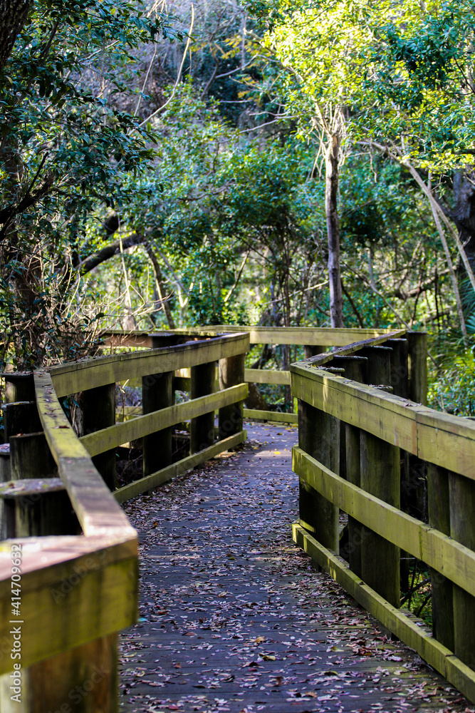Beautiful wooden bridge / boardwalk through the forest 