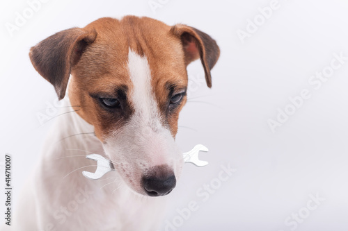 Fototapeta Naklejka Na Ścianę i Meble -  Jack russell terrier dog holds a wrench in his mouth on a white background. Copy space
