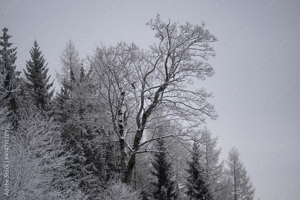 Winterwanderung auf den Friedenrath Winterwanderung auf den Friedenrath