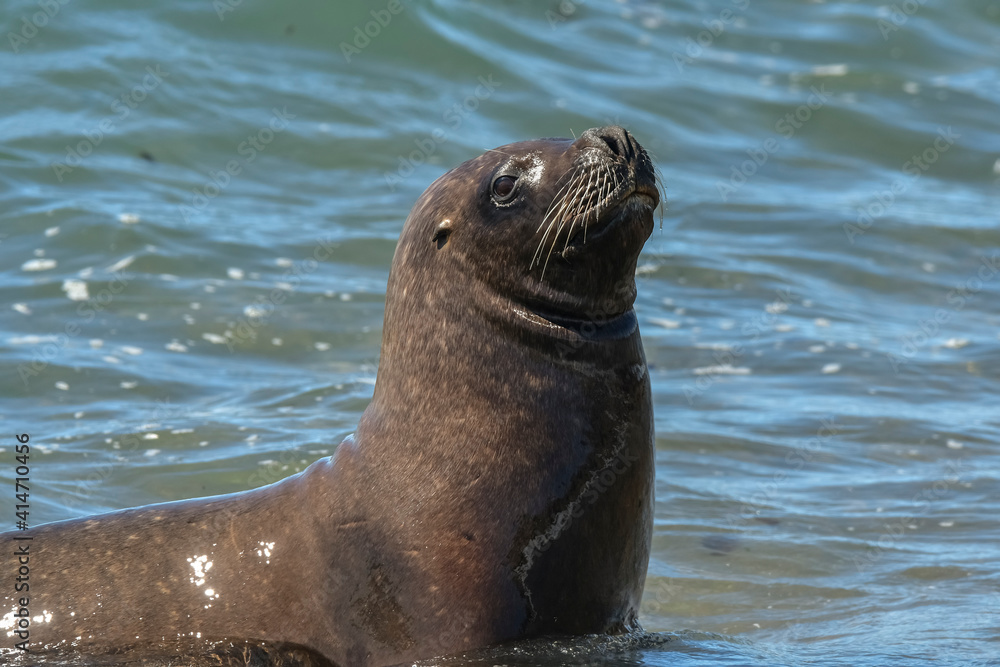 Naklejka premium Female Sea Lion, Peninsula Valdes, Patagonia, Argentina