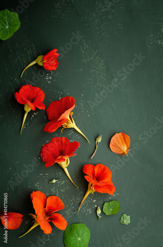 Orange nasturtium flowers and leaves on a green backdrop. © Cecilia Di Dio