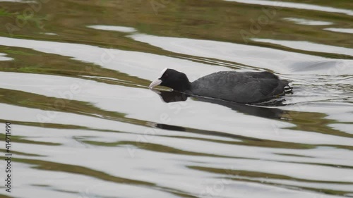 Eurasian coot swims in the pond photo