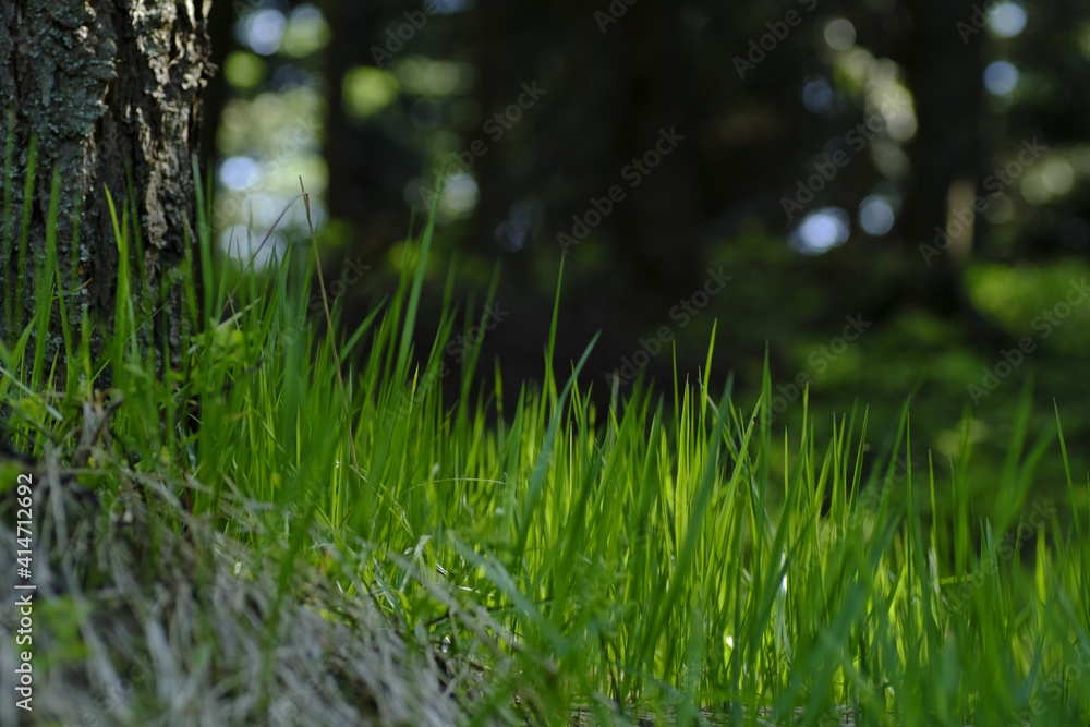 Stalks of fresh and young grass illuminated by sunlight next to a tree trunk against a forest background in close-up. Empty space on the top left. Froggy perspective. Forest. Springtime. Stalks of fresh and young grass illuminated by sunlight next to a tree trunk against a forest background in close-up. Empty space on the top left. Froggy perspective. Forest. Springtime.