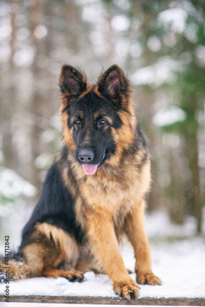 German long-haired shepherd dog sits on a wooden bench in the winter forest.