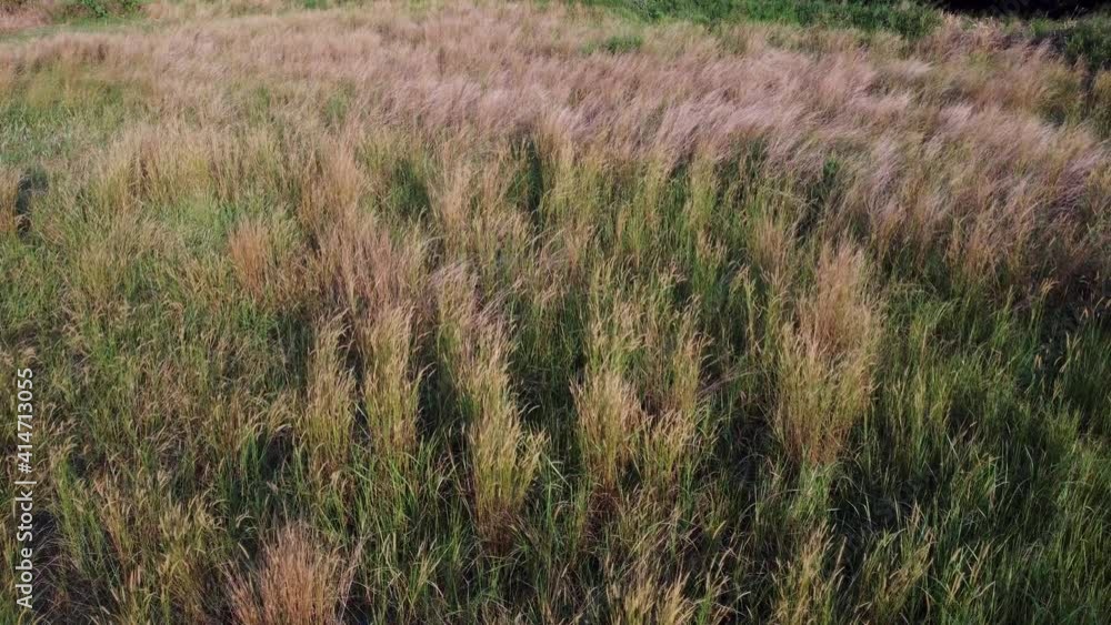 Thatch grass flower grow wild in nature in aerial sun light evening Thatch grass flower grow wild in nature in aerial sun light evening