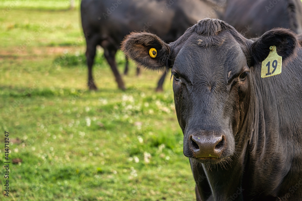 Black Angus cattle grazing on pasture land. Black Angus cattle grazing on pasture land.