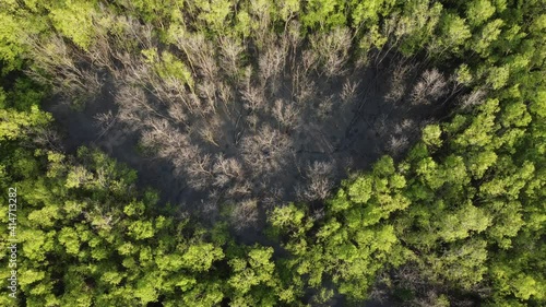 Wallpaper Mural Drone view dry dead bare tree in green tree. Torontodigital.ca