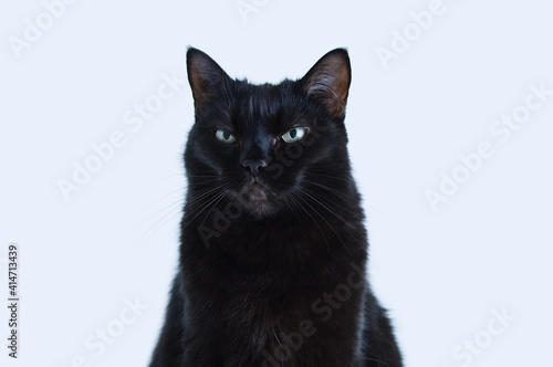 Portrait of black angry displeased cat on a white background.