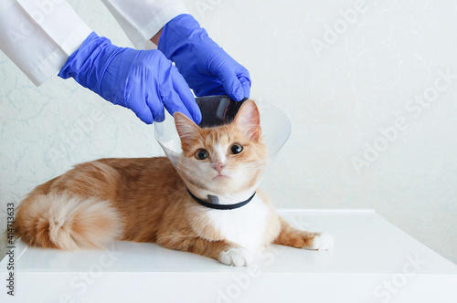 Veterinarian examination. Ginger cat in transparent protective collar for animals on a white table.