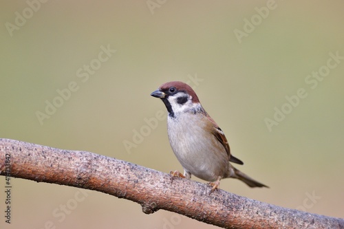 Bird tree sparrow eating sunflower grain and seeds on fodder rack in summer 