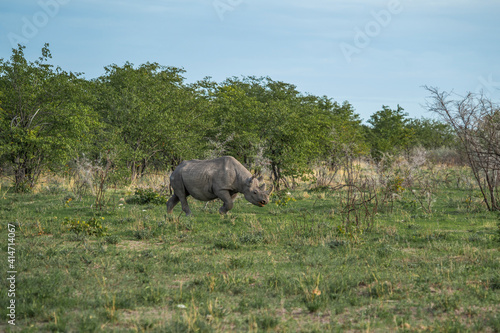Black rhinoceros  rhino  walkinf between thorny bushes Etosha National Park  Nambia