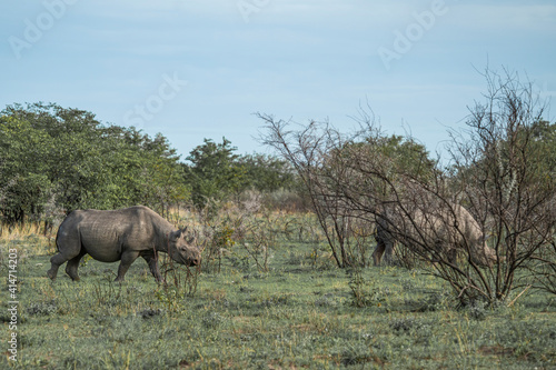 Two black rhinoceros  rhinos walking between bushes at Etosha National Park  Nambia