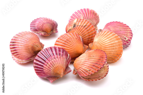 lots of scallop sea shells piled together background