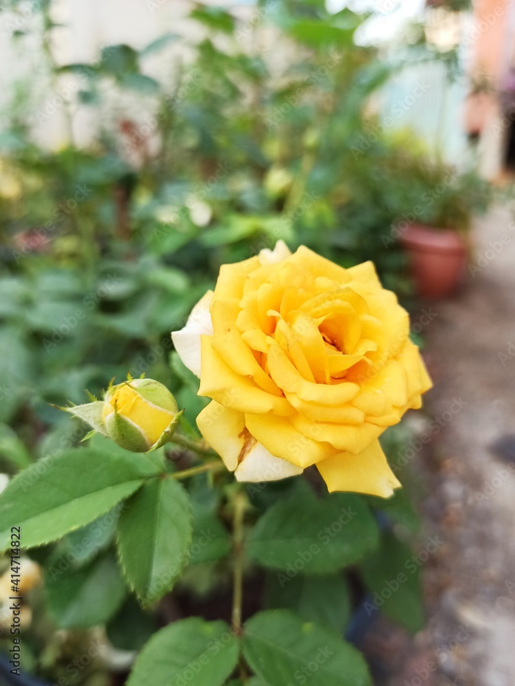 yellow roses in garden Yellow rose meaning of relationship and friends yellow roses in garden Yellow rose meaning of relationship and friends