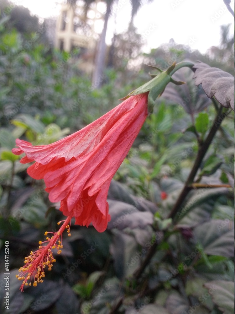 red and yellow flower