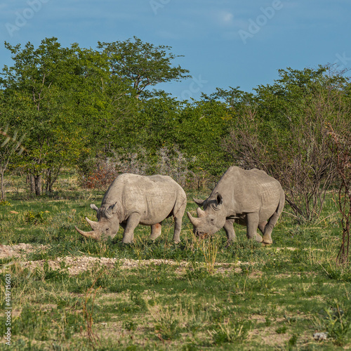 Close up from two rhinos stay between thorny bushes at Etosha National Park, Nambia