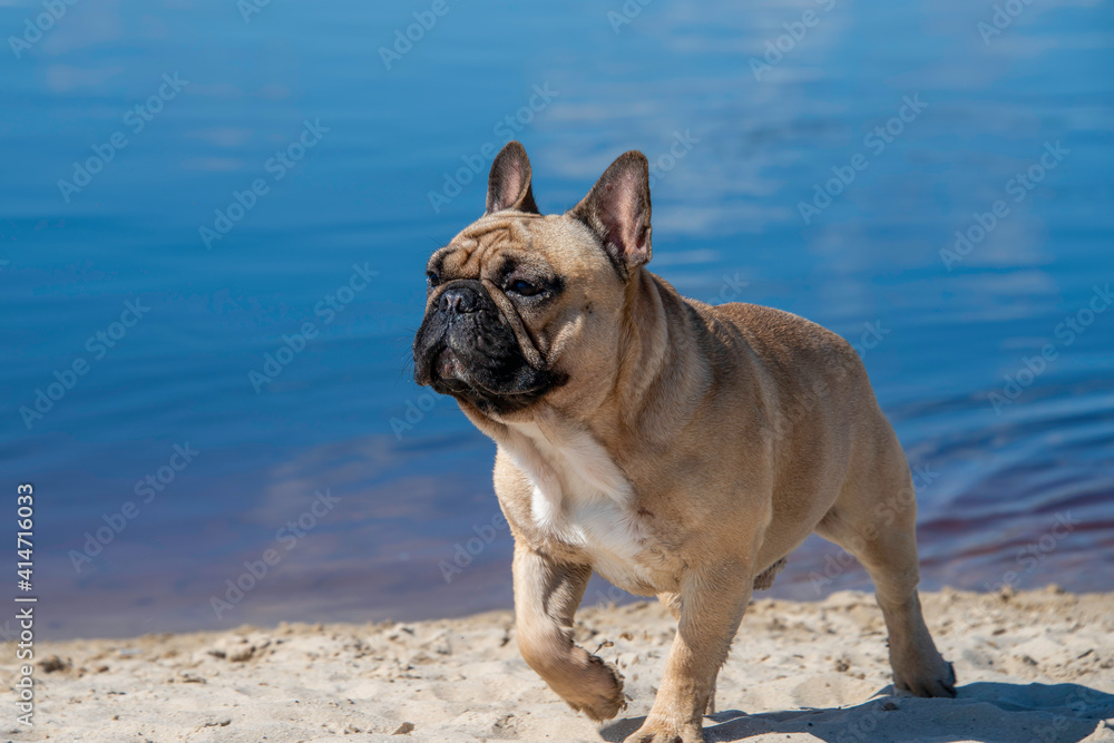 english bulldog puppy