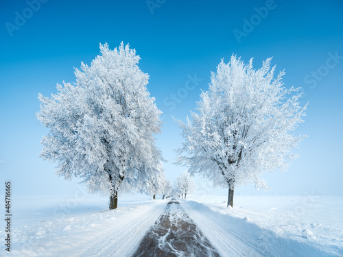 Avenue of Trees covered by Hoarfrost, Small Country Road through Landscape Covered by Snow