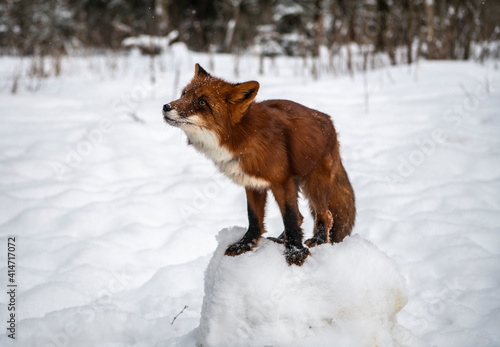 red fox on the snow in the winter forest close up 