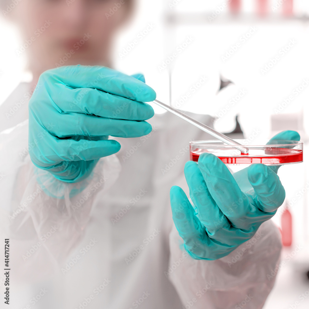 The laboratory assistant makes bacteriological inoculation in a petri