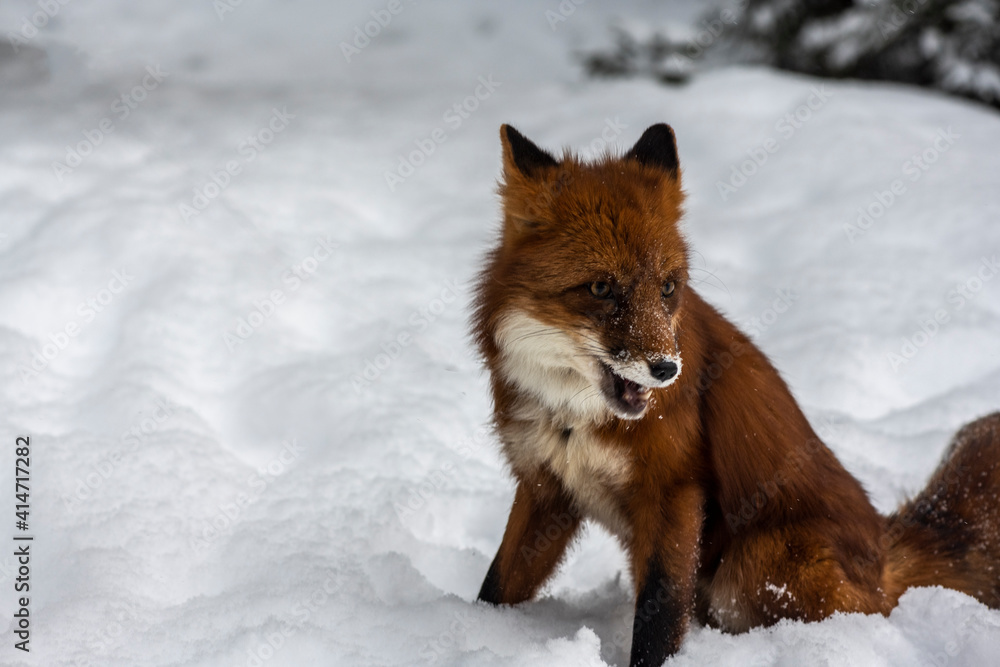 Obraz premium red fox on the snow in the winter forest close up 