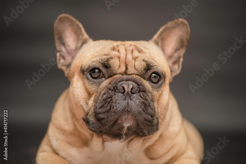 french bulldog portrait © марина кадырова