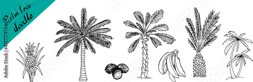 Illustration of palm tree, coconut and a pineapple sketch for design, website, background, banner.
Hand drawing floral on beach. Travel and vacation ink element template. Isolated on white.