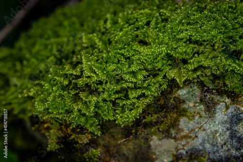 Beautiful green moss on the floor, moss closeup on stone, macro. Beautiful background of moss for wallpaper - concept of healthy soil and environment, sustainability and a natural forest