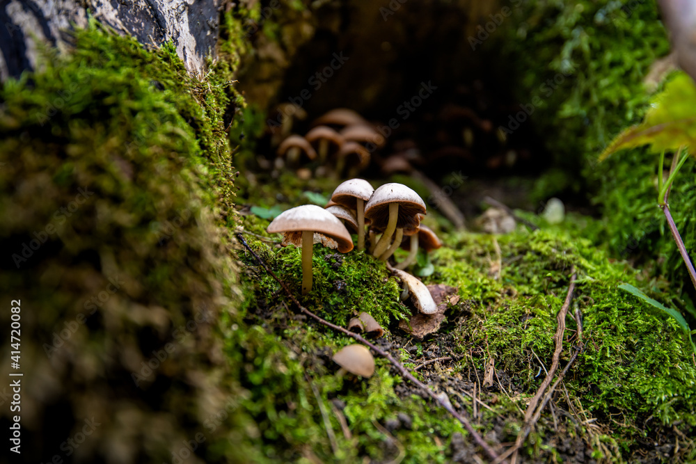 Fototapeta premium Tephrocybe inolens mushroom or fungus - 