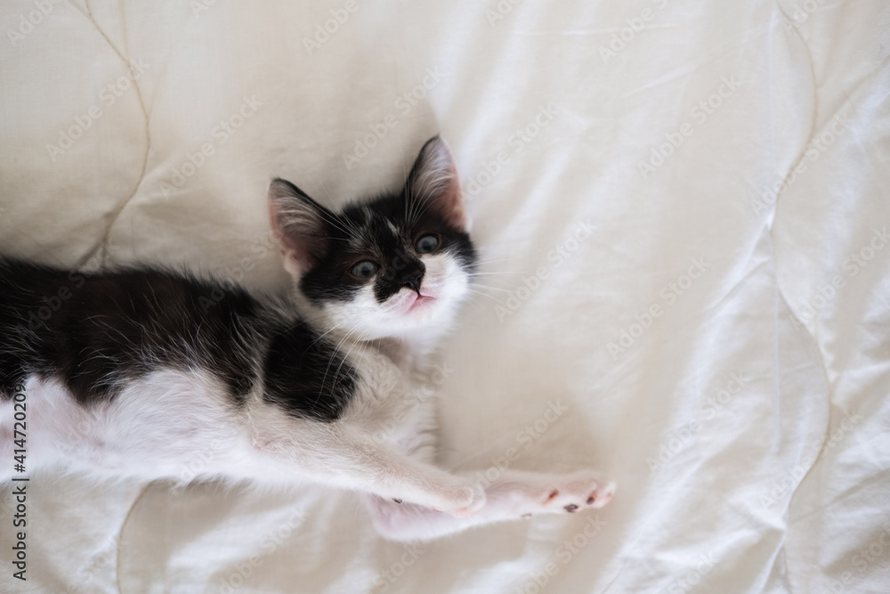 Funny black and white tuxedo cat lying on white bed and looking at camera.