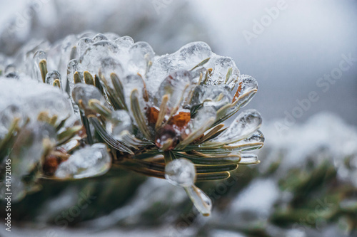 frost on a leaf